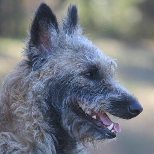 Belgischer Schäferhund Laekenois