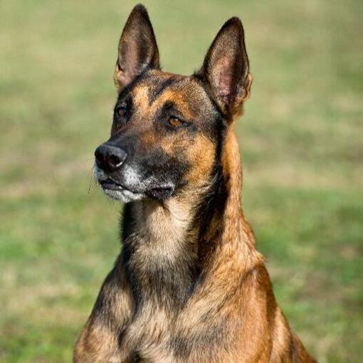 Belgischer Schäferhund Malinois
