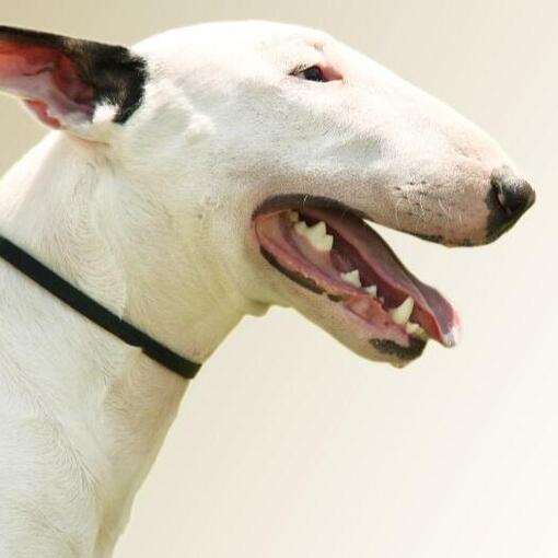 Bullterrier