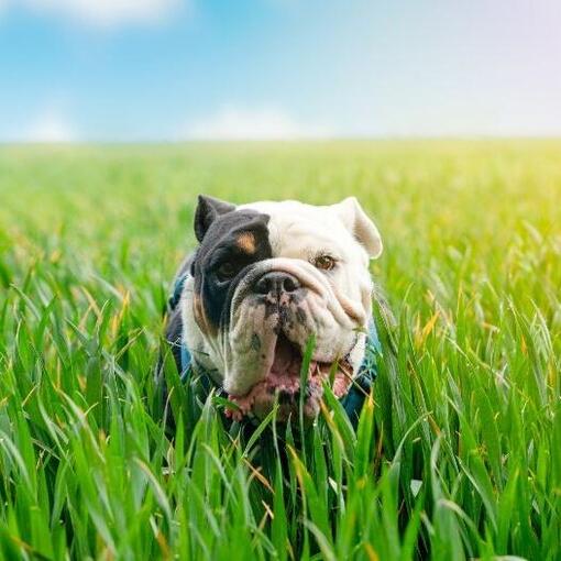 Bulldogge