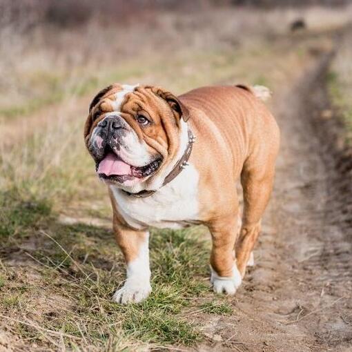 Bulldogge