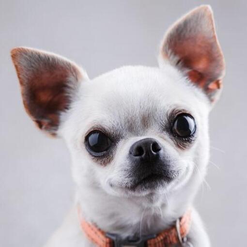 Glattes Chihuahua-Fell