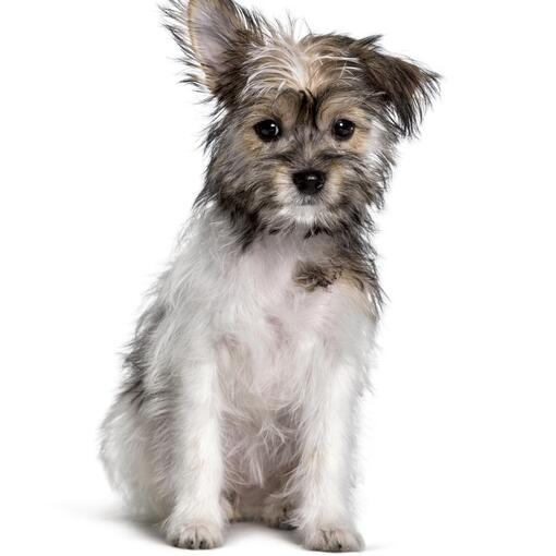 Chorkie-Hunderasse