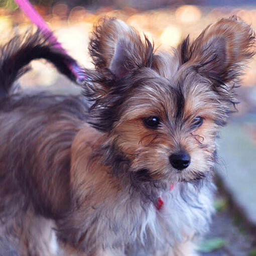 Chorkie-Hunderasse