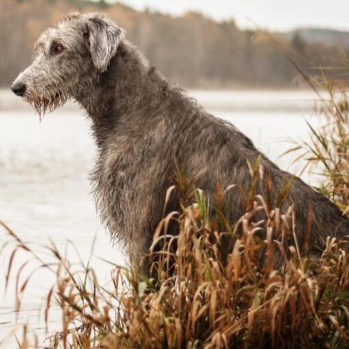 Irischer Wolfshund