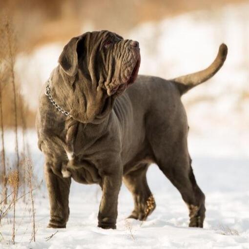 Neapolitanischer Mastiff