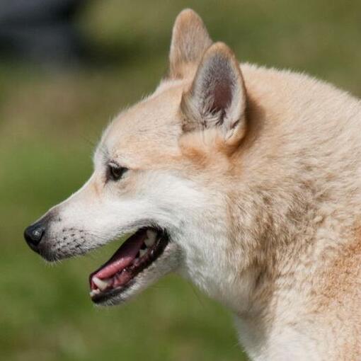 Norwegischer Buhund