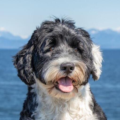 Portugiesischer Wasserhund