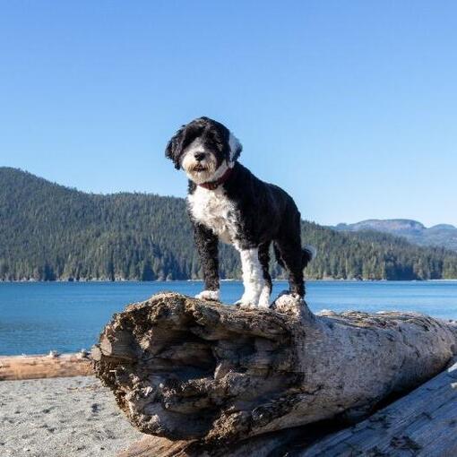 Portugiesischer Wasserhund