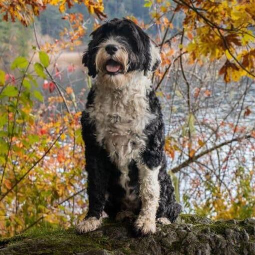 Portugiesischer Wasserhund