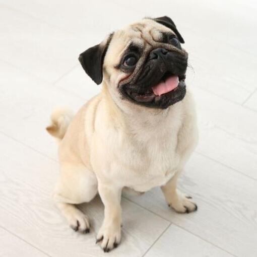 Mops
