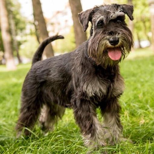 Schnauzer (Miniatur)