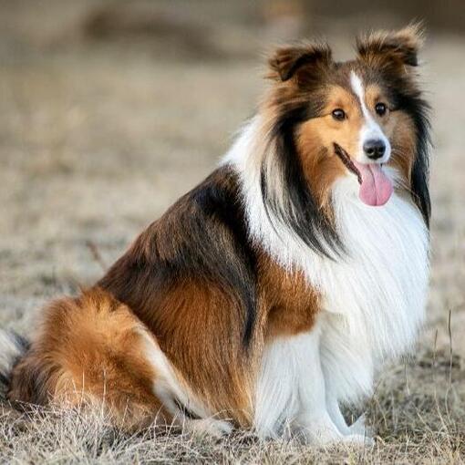 Shetland Schäferhund