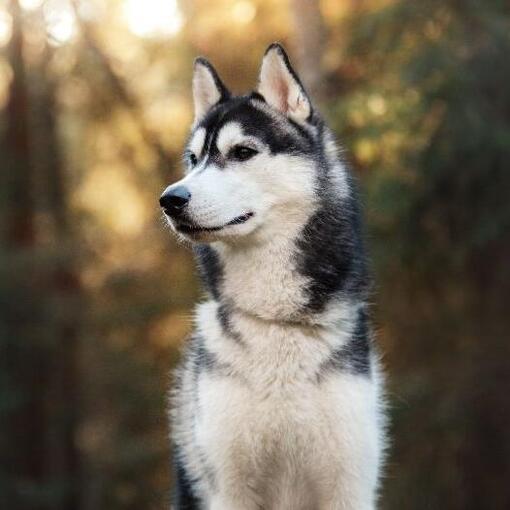 Sibirischer Husky