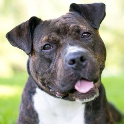 Staffordshire bull terrier