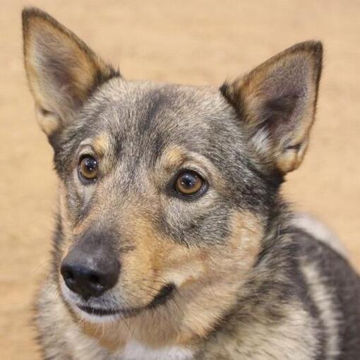 Schwedischer Vallhund