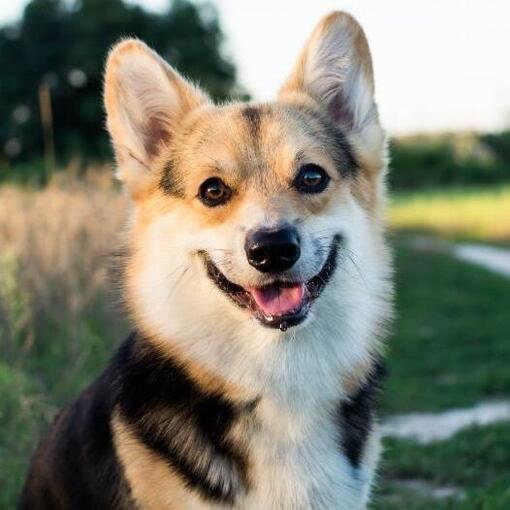 Walisischer Corgi (Cardigan)