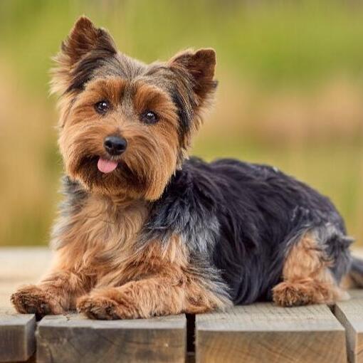 Yorkshire-Terrier