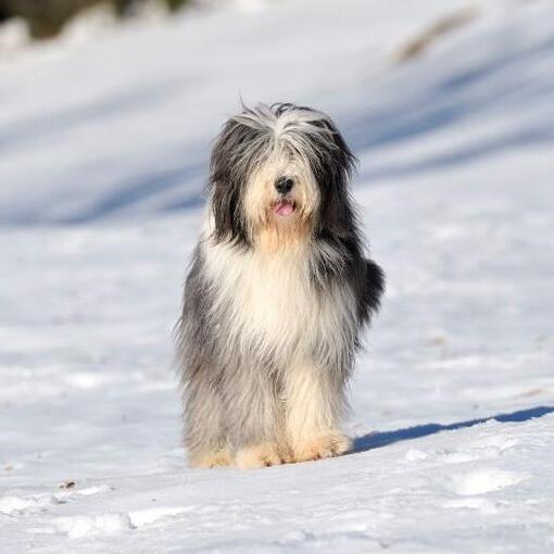 Bärtiger Collie