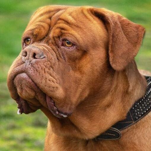 Bordeauxdogge