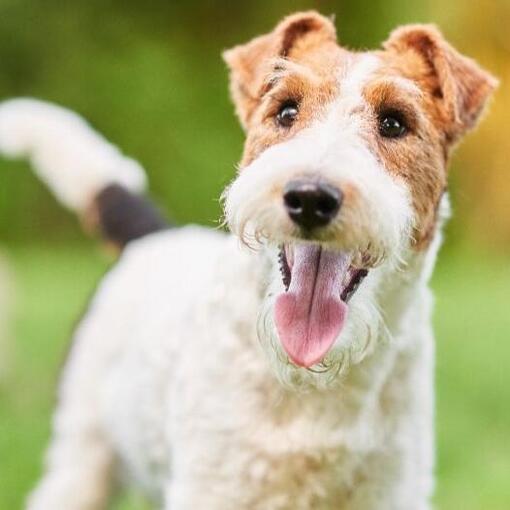 Foxterrier-Drahtmantel