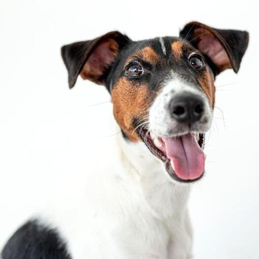 Glattes Fell des Foxterriers