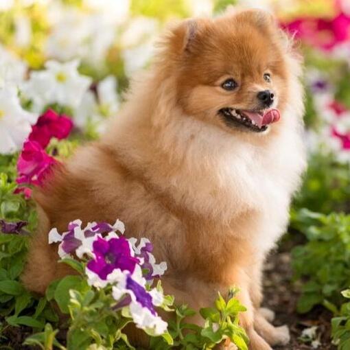 deutscher Spitz klein