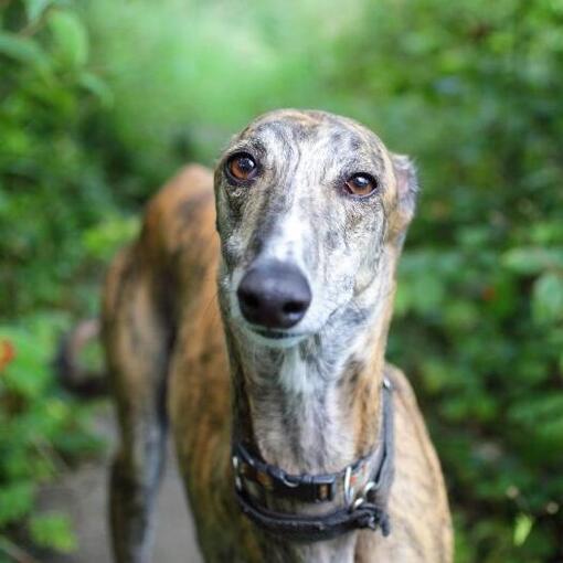 Windhund