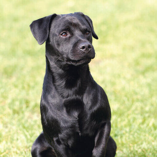 Patterdale Terrier