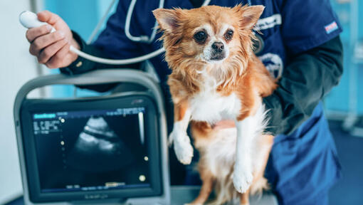 Hund beim Tierarzt untersucht