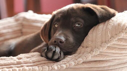 Schokoladen-Labrador-Welpe, der in einem Bett liegt
