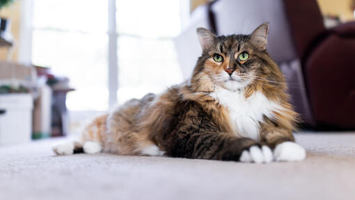 Flauschige Katze räkelt sich auf Teppich