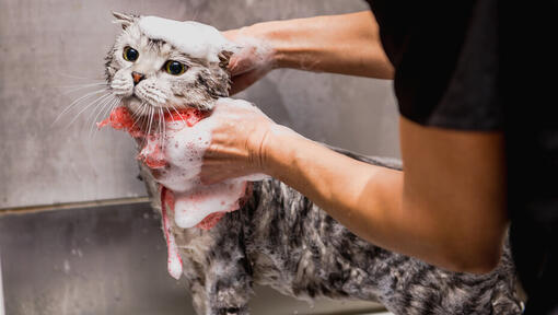 Katze in der Badewanne geschrubbt