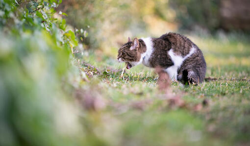 Erbrechen von Katzen