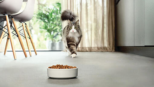 Katze nähert sich Futternapf in moderner Küche