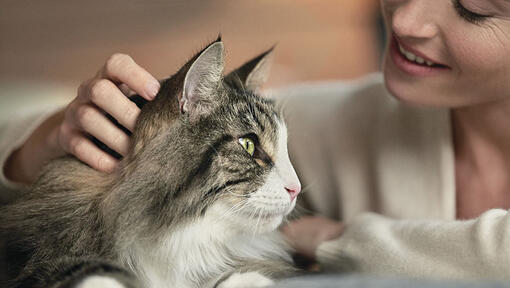 Frau schaut liebevoll auf ihre Katze und streichelt sie