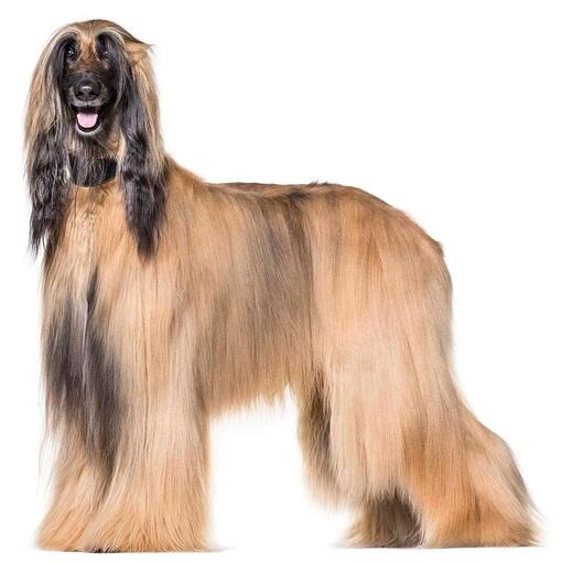 Hunderasse Afghanischer Windhund