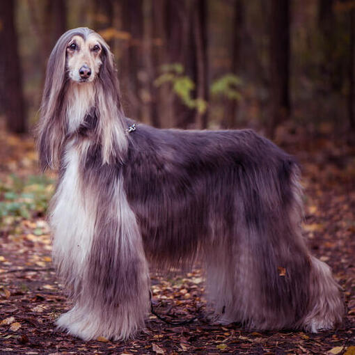 Afghanischer Windhund steht im Wald.