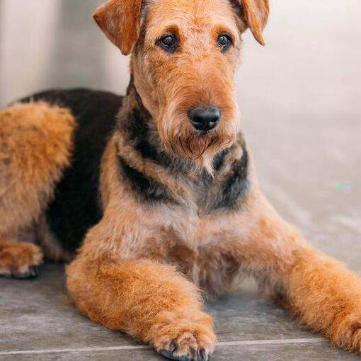 Airedale Terrier liegt auf dem Boden.