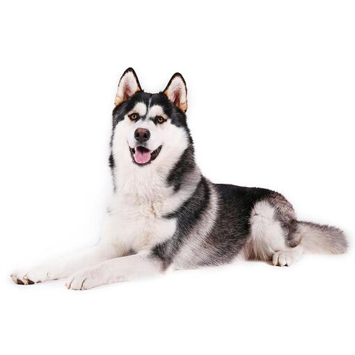 Hunderasse Alaskan Malamute