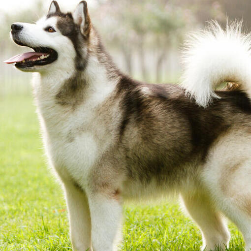 Alaskan Malamute schaut nach oben.