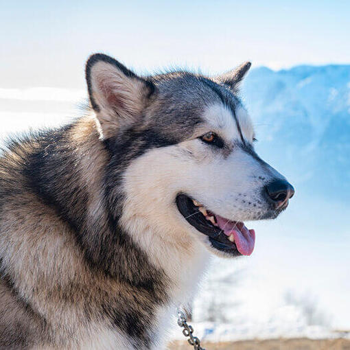 Alaskan Malamute auf dem Hintergrund der Alaska Range.