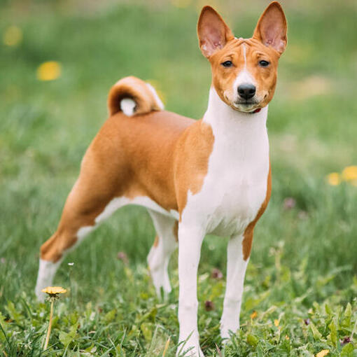 Brauner Basenji steht auf Gras.