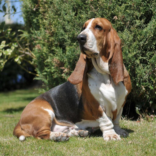 Dreifarbiger Basset-Hund, der auf dem Gras sitzt.