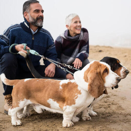 Basset Hounds mit den Besitzern am Strand.