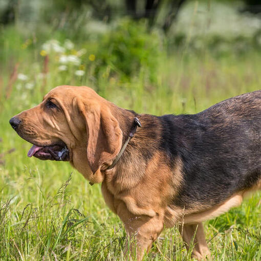 Bloodhound-Hunderasse