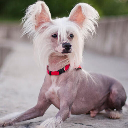 Chinesischer Schopfhund sitzt draußen