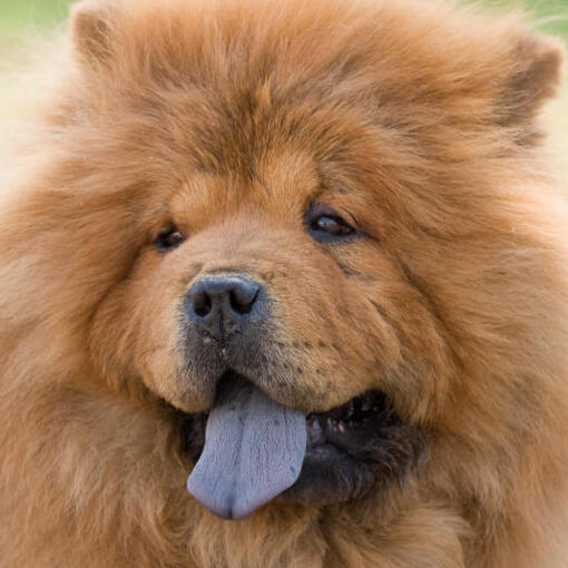 Cremefarbener Chow-Chow-Hund