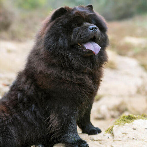 Schwarzer Chow-Chow-Hund sitzt