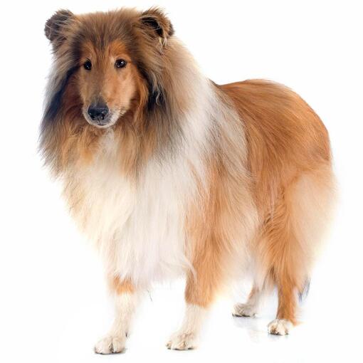 Collie (Rough) Hunderasse